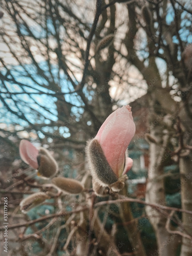 Beauty cherry blossom flowers