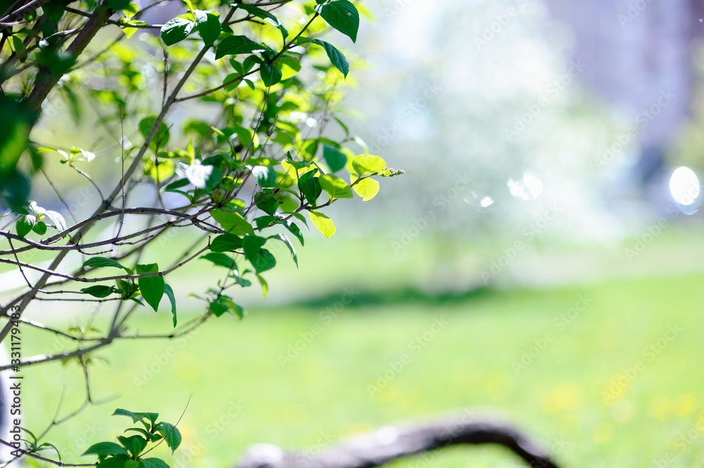 Obraz premium apple tree branch