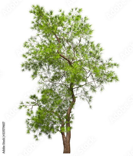 A coniferous evergreen spruce tree with a lush crown and a curved transverse trunk on a white background. Isolate oneself. Stock 3D illustration.