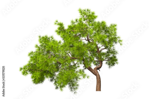 A coniferous evergreen spruce pine tree with a lush crown and a curved transverse trunk on a white background. Isolate oneself. 3D illustration.