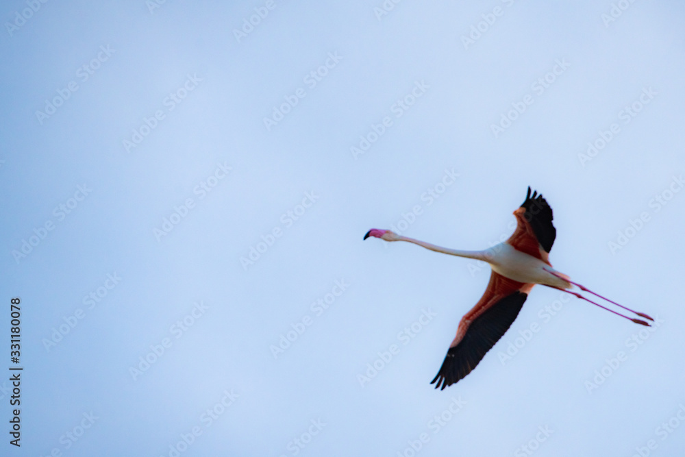 Obraz premium flamengo