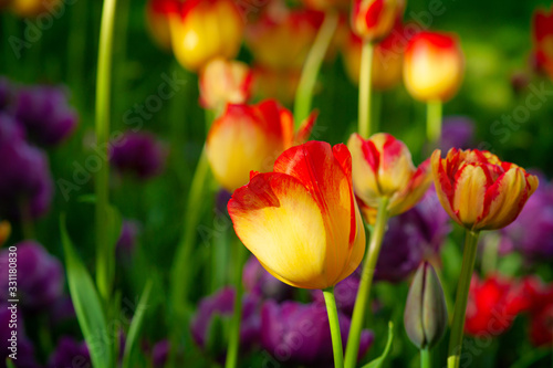 Yellow  red  purple or violet color tulip flowers on a flowerbed on a sunny day of the spring season. The green background of stems  leaves  and grass.