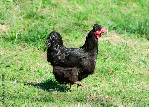 rooster walking in the garden