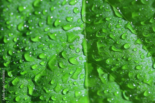 green fresh leaf with water drops, dew in the sun, use as a background