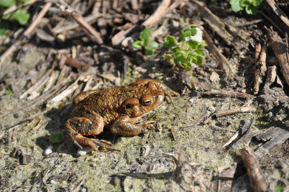 Animal Frog Animal Frog