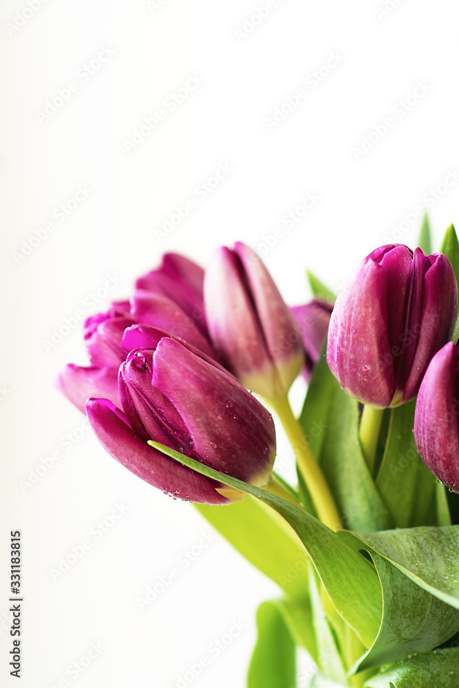 Purple tulips on a white background Purple tulips on a white background
