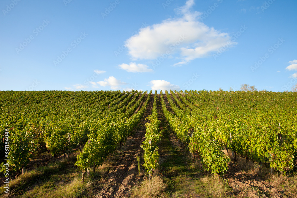 Vignes au soleil dans un vignoble en France.