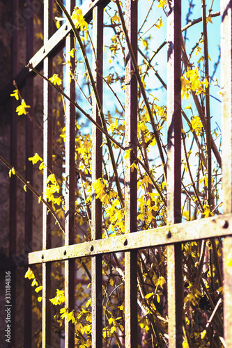 Wallpaper Mural Forsythia yellow flowers growing through grates Torontodigital.ca