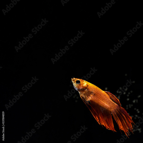 Golden "half moon" betta fish