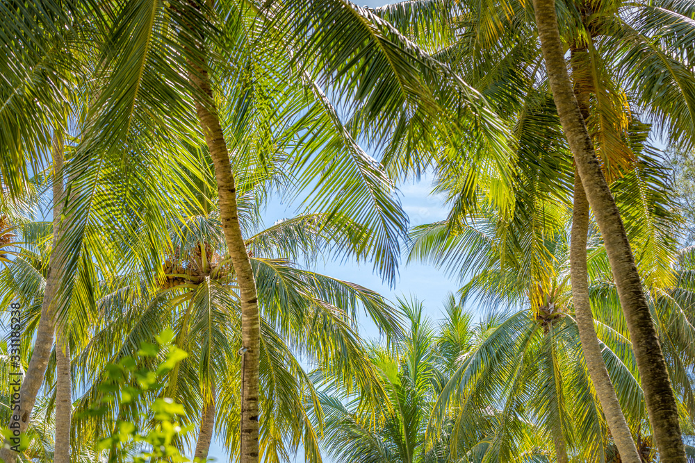 Palm trees against blue sky. Palm trees at tropical coast, bright toned colors, coconut tree, summer landscape. Exotic nature background, tropical natural environment