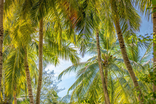 Palm trees against blue sky. Palm trees at tropical coast, bright toned colors, coconut tree, summer landscape