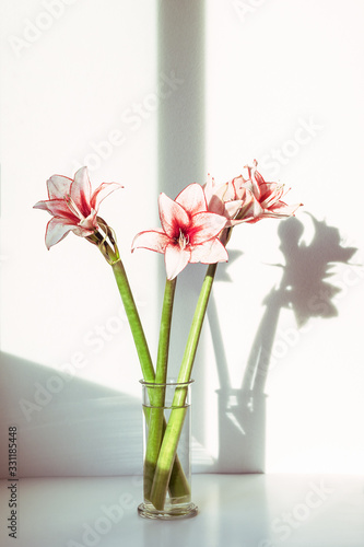 Pink Amaryllis flowers in glass vase.