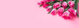 Pink tulips on a pink background. Spring banner, postcard with tulips