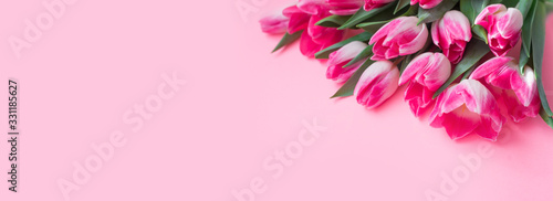 Pink tulips on a pink background. Spring banner, postcard with tulips © Марина Шавловская