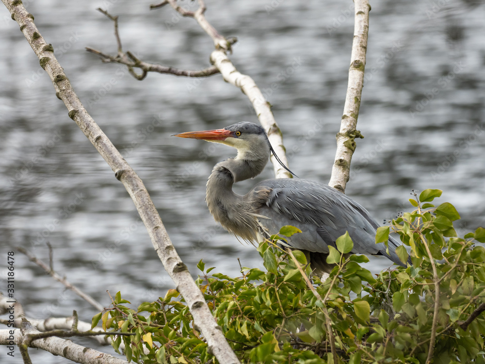 Fototapeta premium Grey Heron (ardea cinerea ) iin a Tree
