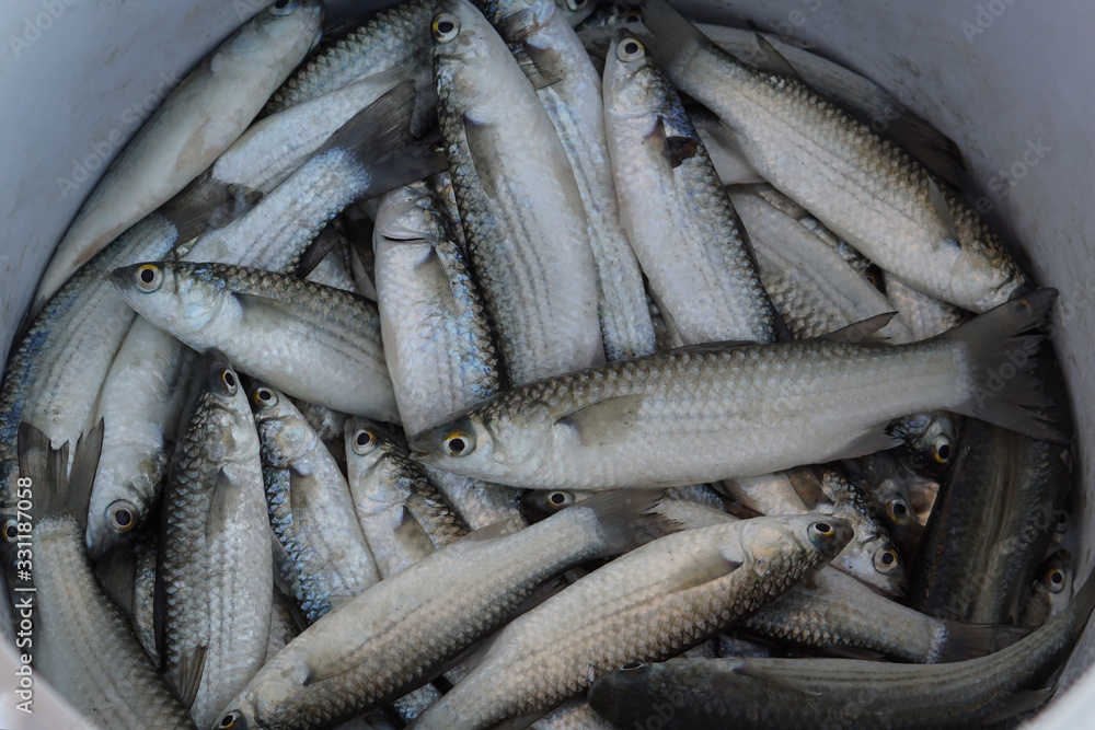 Obraz premium fish in the bucket