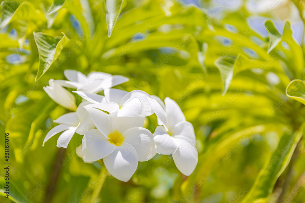 Macro of beautiful nature plumeria flower botanic Stock Photo