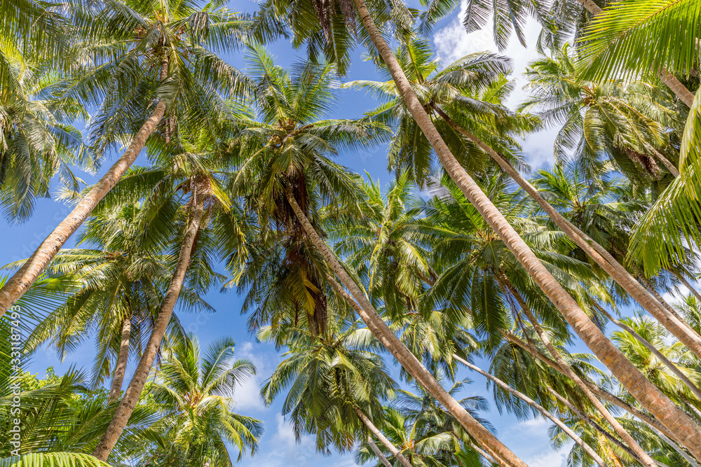 Beautiful coconut palm tree on blue sky. Tropical nature pattern Beautiful coconut palm tree on blue sky. Tropical nature pattern