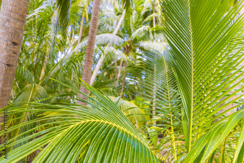 Fototapeta Naklejka Na Ścianę i Meble -  Tropical islands nature, green jungle with palm leaves green background