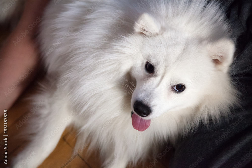 White Japanese Spitz with his tongue hanging out