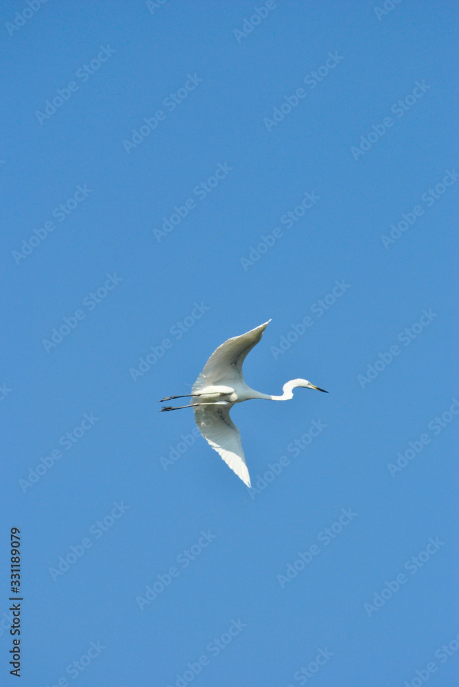 white heron flying with blue sky in the background white heron flying with blue sky in the background