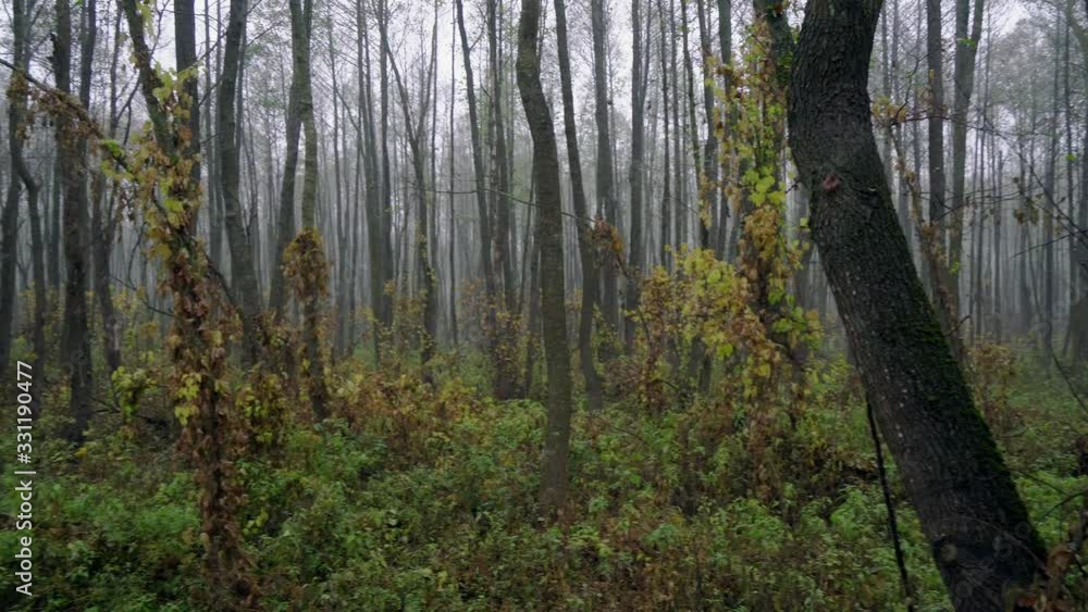 autumn forest in the fog, Fresh foggy morning in a forest, mist in untouched forest autumn forest in the fog, Fresh foggy morning in a forest, mist in untouched forest