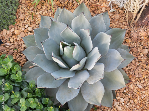 An agave plant ( Agave parryi ) native to the Americas