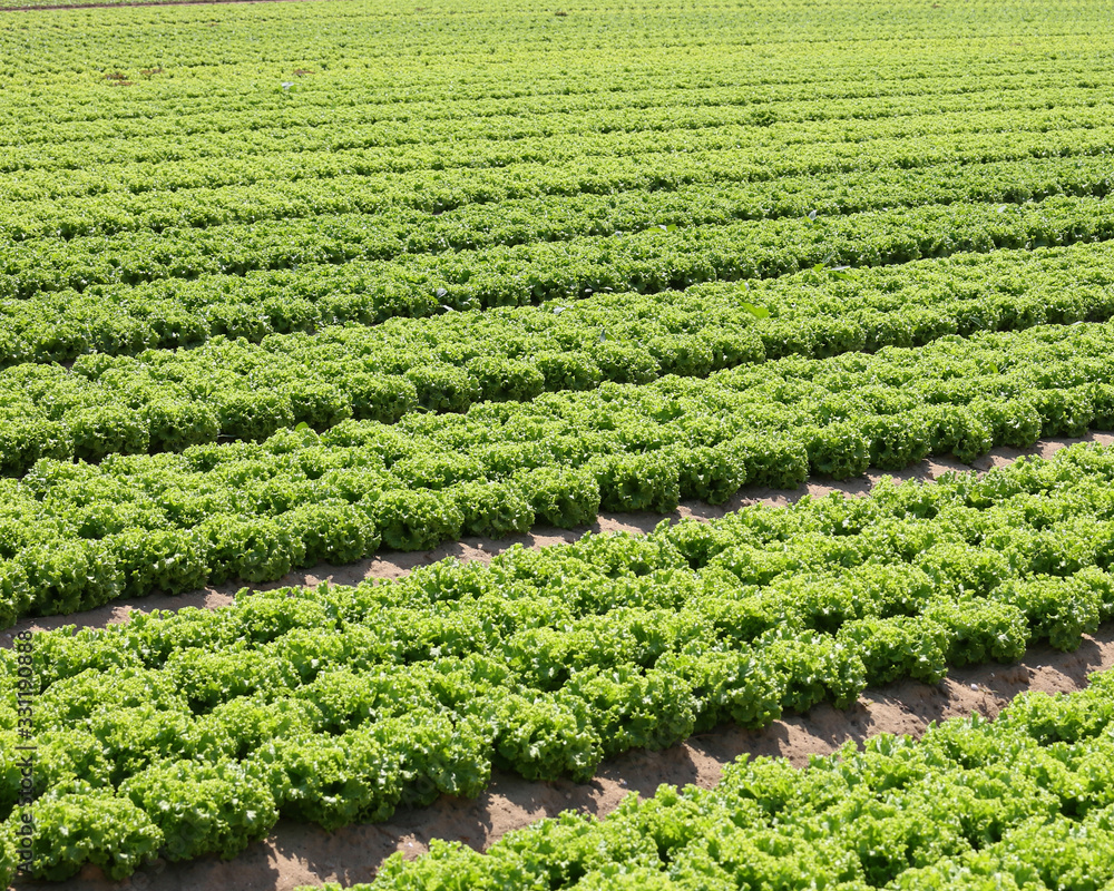 lettuce in fertile sandy soil in the Padana plain lettuce in fertile sandy soil in the Padana plain