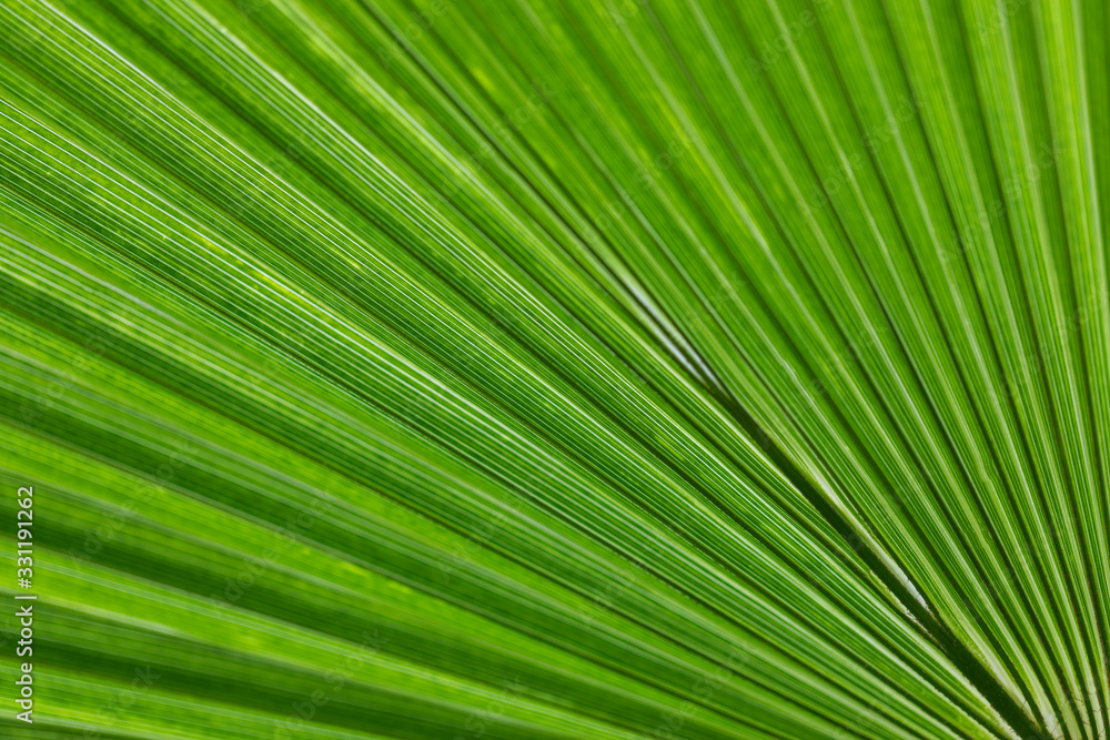 Palm leaves bright green background. Tropical nature pattern Palm leaves bright green background. Tropical nature pattern