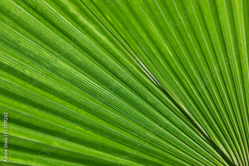 Palm leaves bright green background. Tropical nature pattern