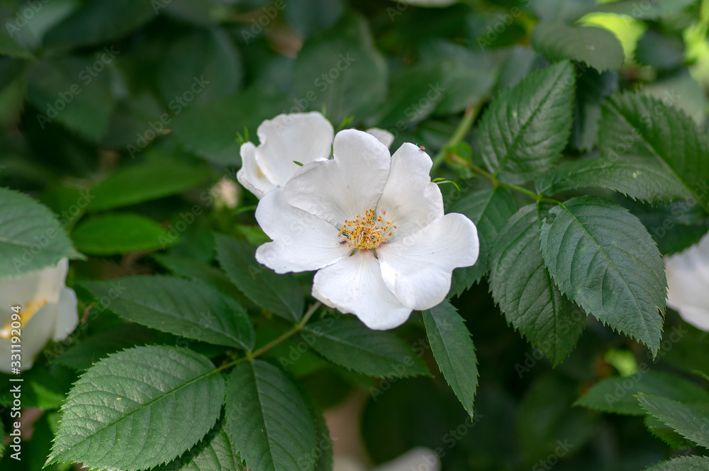 Dog rose Rosa canina corymbifera white flowers in bloom on branches, beautiful wild flowering shrub Dog rose Rosa canina corymbifera white flowers in bloom on branches, beautiful wild flowering shrub