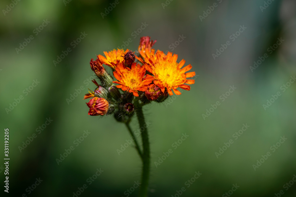 Pilosella aurantiaca wild flowering plant, orange flowers in bloom Pilosella aurantiaca wild flowering plant, orange flowers in bloom