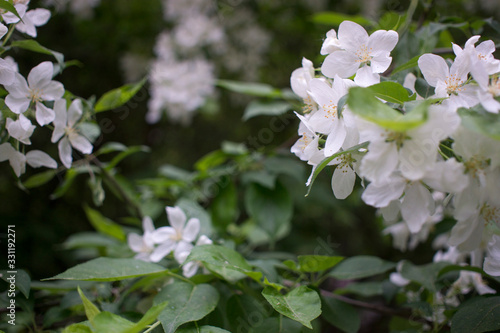 flowering branches of Apple trees in a natural environment. tenderness and light. spring beauty. the Apple tree in its glory. Soft focus