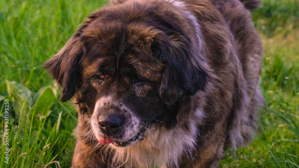 Caucasian shepherd dog while walking on a walk in cabbage grass at sunset Caucasian shepherd dog while walking on a walk in cabbage grass at sunset