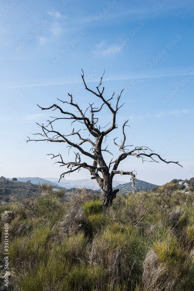 Fototapeta premium Sierras Subbéticas
