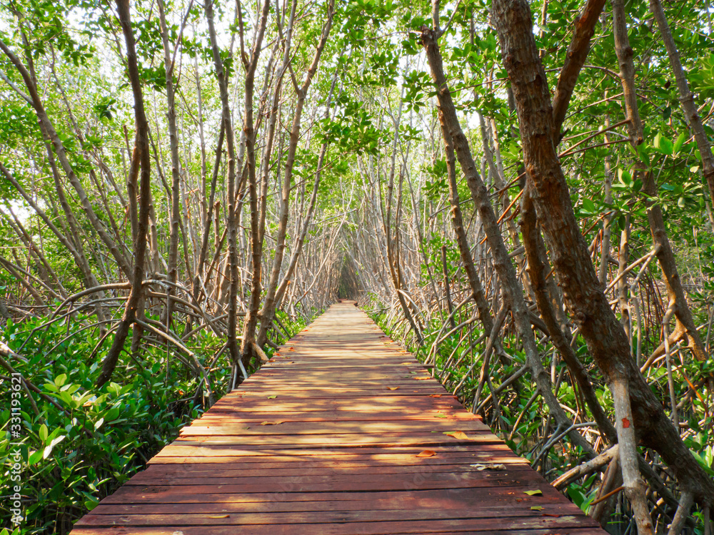 Wooden boardwalk in the mangrove forest Wooden boardwalk in the mangrove forest