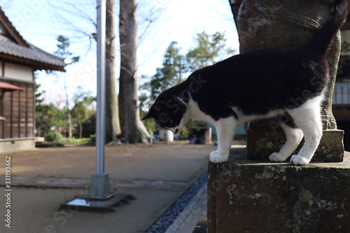 ねこ