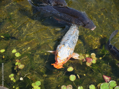 Fototapeta Naklejka Na Ścianę i Meble -  公園の池にいる鯉