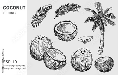Coconut set. Hand drawn sketch converted to vector. Isolated on transparent background