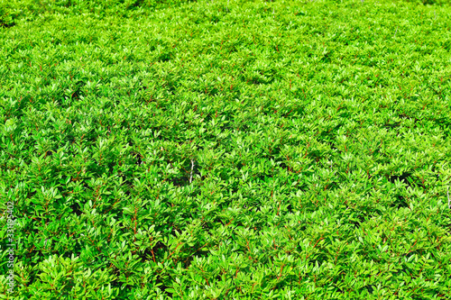 Bushes of wild pistachio thickets. Organic texture, natural background photo