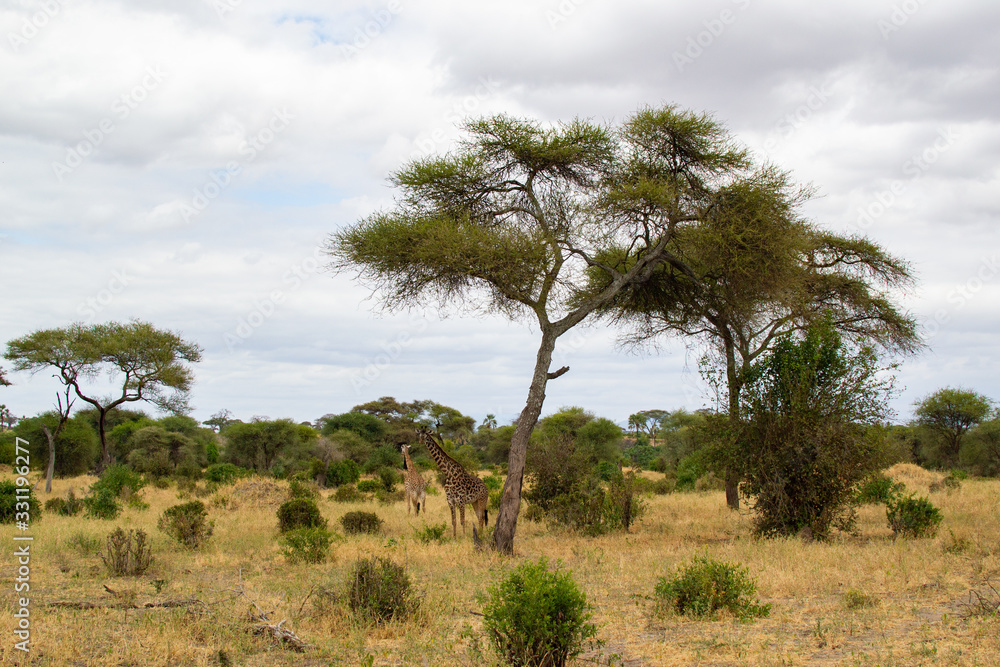 Giraffe resting under an acacia tree in the middle of the savannah of Tarangire National Park, in Tanzania