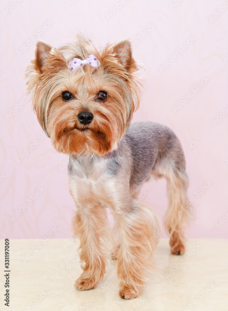 Beautiful yorkshire terrier with bow