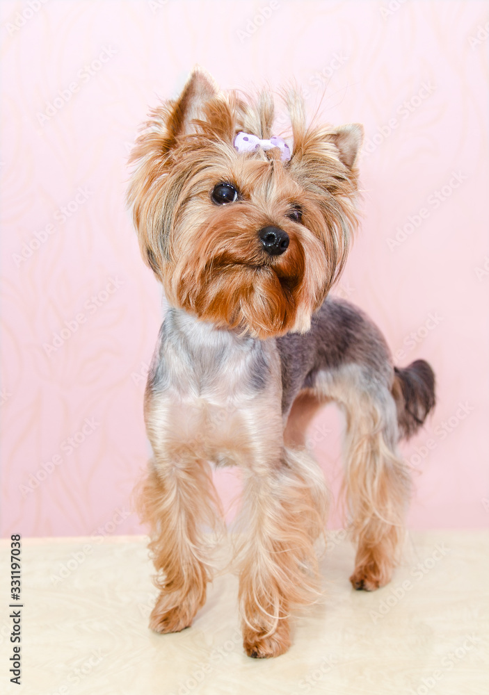 Beautiful yorkshire terrier with bow