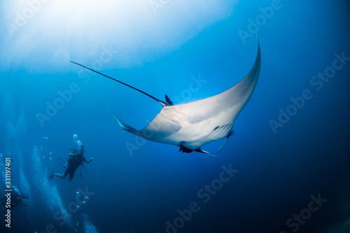 swim with manta ray