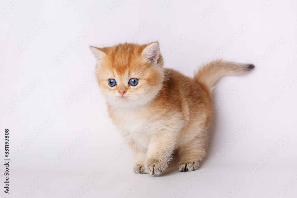 cute little red kitten on a white background, the concept of cute, funny pets cute little red kitten on a white background, the concept of cute, funny pets