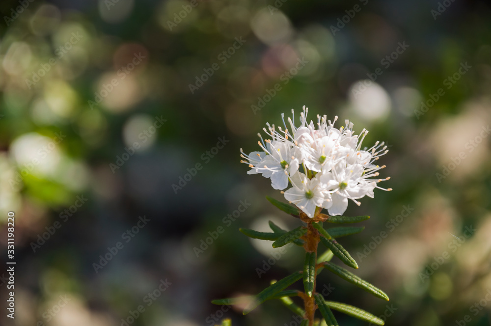 Obraz premium White blooming flowers of Ledum palustre in the summer forest. Purity of green wood