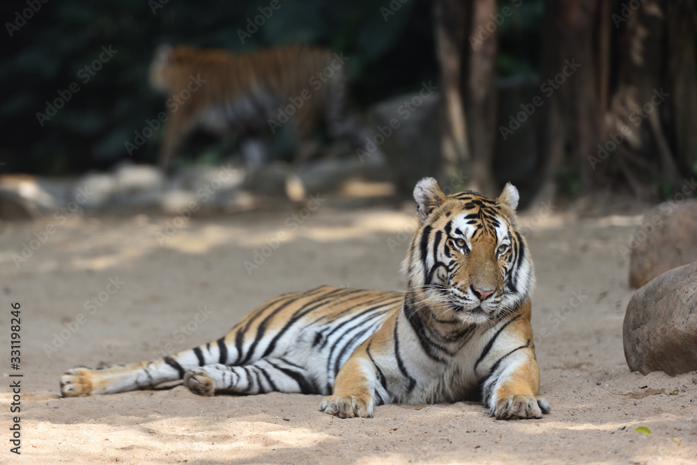 Obraz premium Tiger, a king of cats