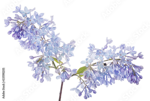 blue lilac flowers on white