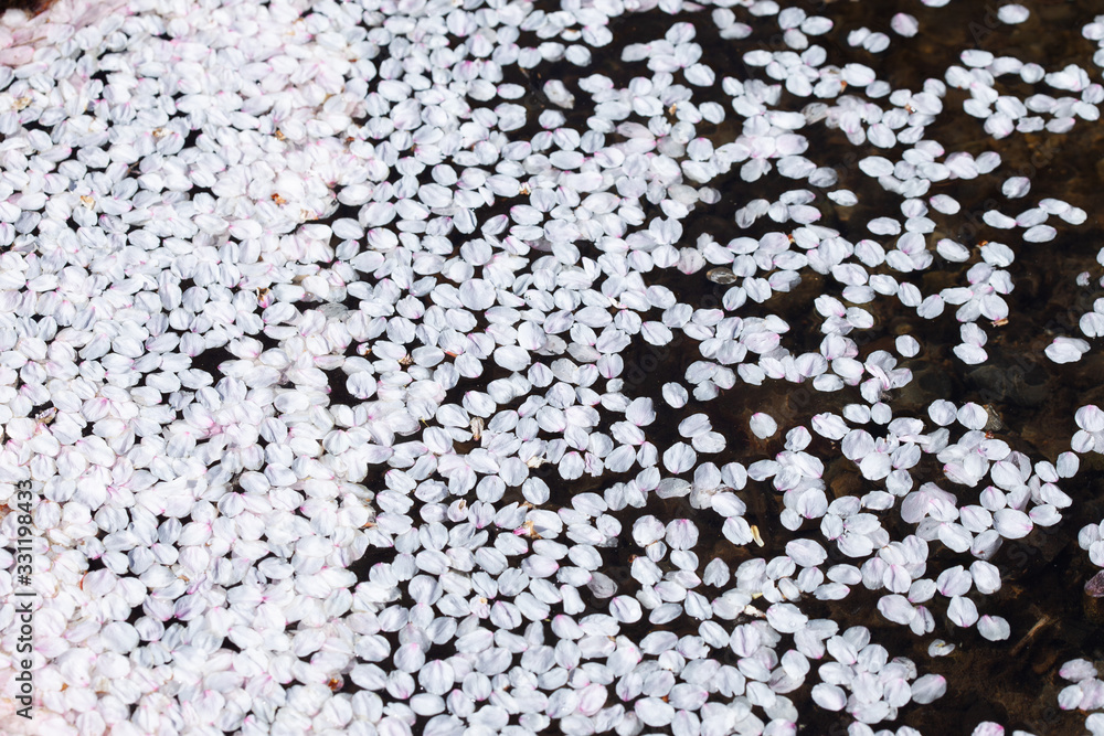 水面に浮かぶ桜の花びら 水面に浮かぶ桜の花びら