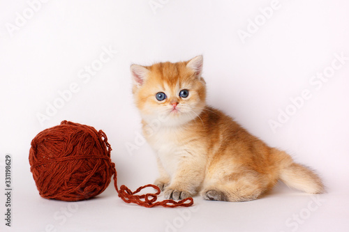 Wallpaper Mural cute little red kitten with a ball of thread on a white background, the concept of cute, funny pets Torontodigital.ca